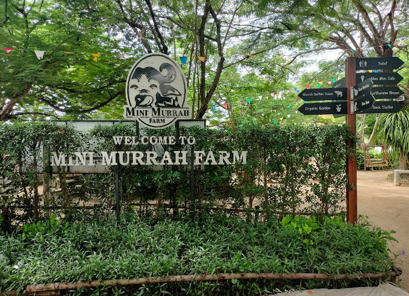 Mini Murrah Farm Chachoengsao – Sathaan thiaw thii ruam khwam sook lae khwam ru jak khwai Murrah
