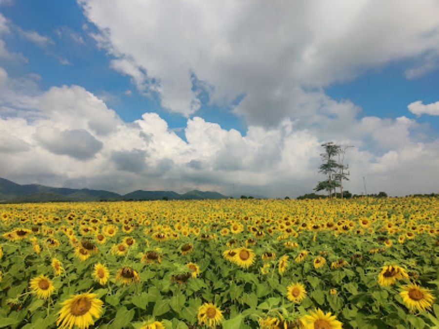 Sunflower Fields Lop Buri : Thammachat si thong kham nai klang prathet Thai thi ngam mak mak