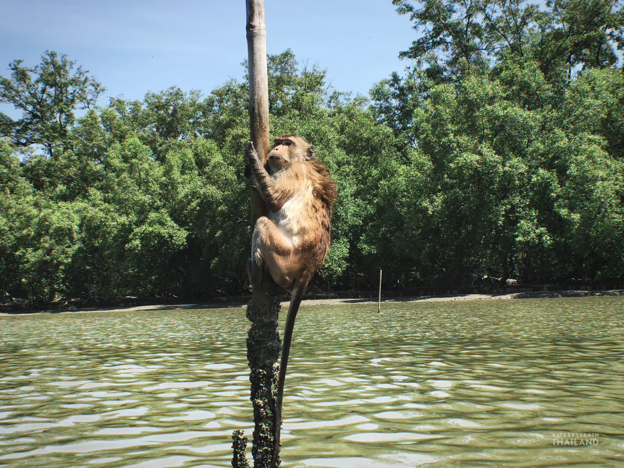 Reungrean Phuean Pa Chaa Samut Sakhon (Samut Sakhon Mangrove Forest Learning Center)